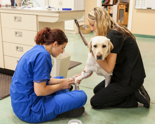 Veterinary Temperature monitoring