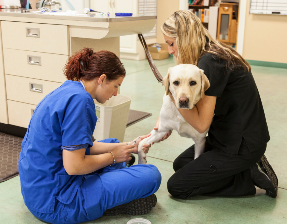 Veterinary Temperature monitoring